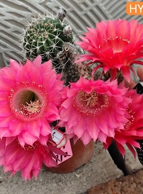 红色HY910彩草A813仙人球2106HD1430一物一拍包对版