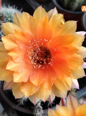 A235杏黄色A220大花彩草仙人球一物一拍包对版