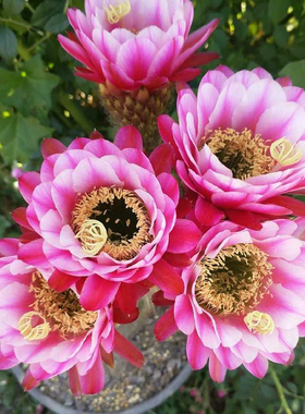 紫罗兰之眼 Violettes Auge 毛花柱仙人球花色漂亮 无根侧芽对版