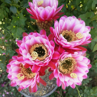 紫罗兰之眼 Violettes Auge 毛花柱仙人球花色漂亮 无根侧芽对版