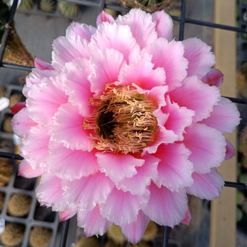 牛大仙女毛花柱仙人球