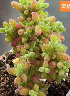 冰晶枝干番杏红宝石 玉米 蜜桔糖球 水晶琉璃 冰花