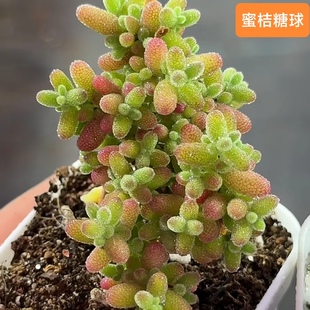 冰晶枝干番杏红宝石 玉米 蜜桔糖球 水晶琉璃 冰花