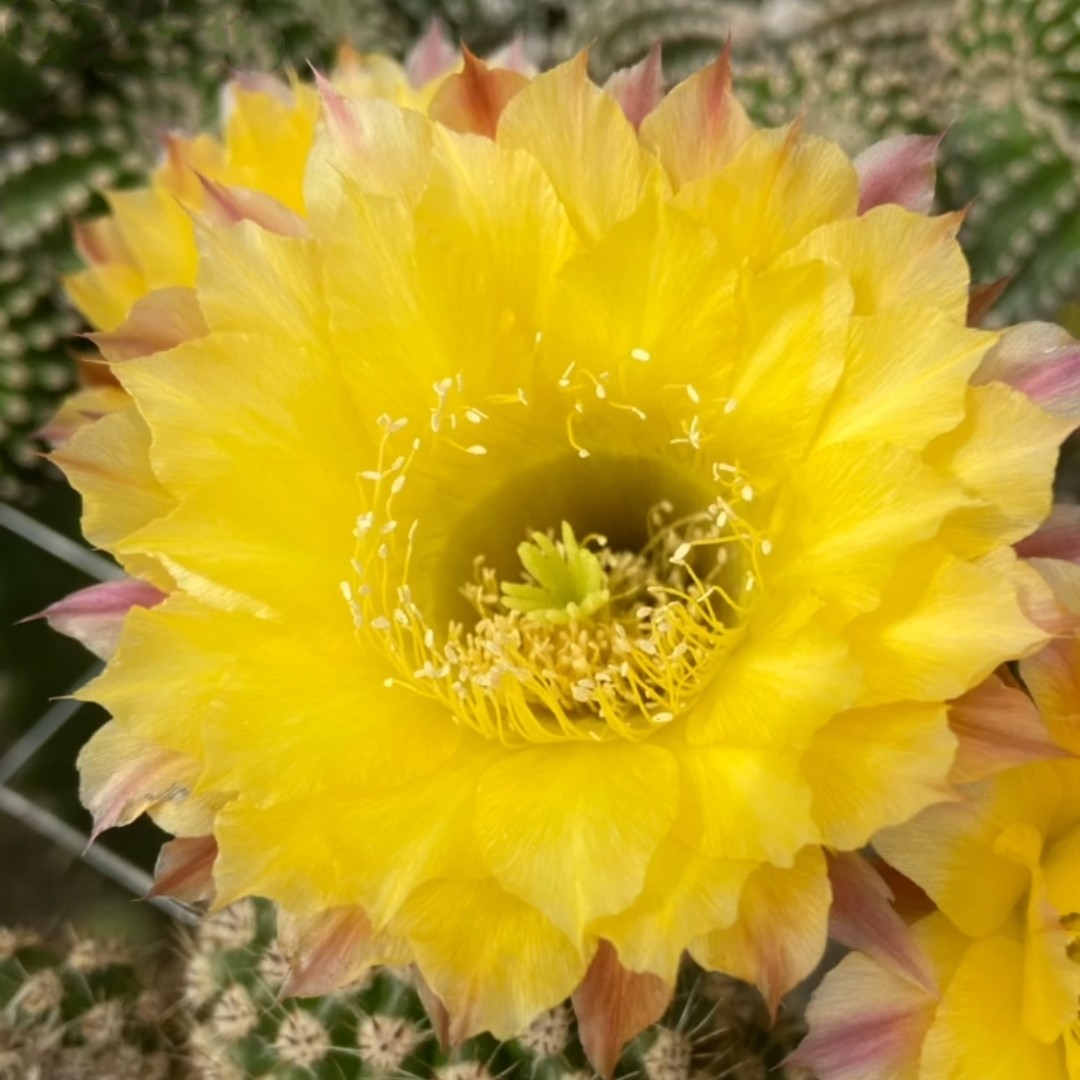 新品《黄沙》彩草仙人球包对版多肉植物阳台好养