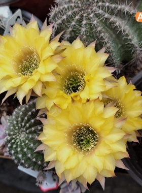 A895黄色大花HY3072彩草A179仙人球HY237一物一拍包对版HY276