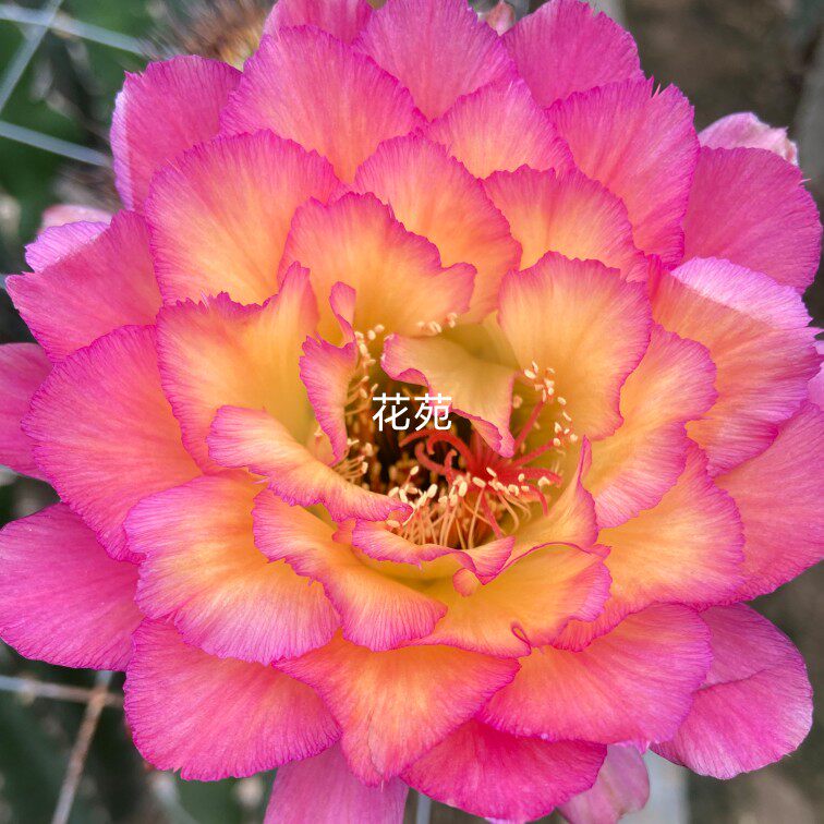 《苏乞儿》毛花柱仙人球小型毛花柱花色漂亮包对版阳台编辑