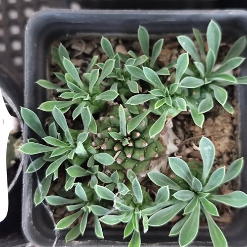 峨眉山大戟科飞龙块根三角大戟麒麟柱多肉植物仙人掌J509