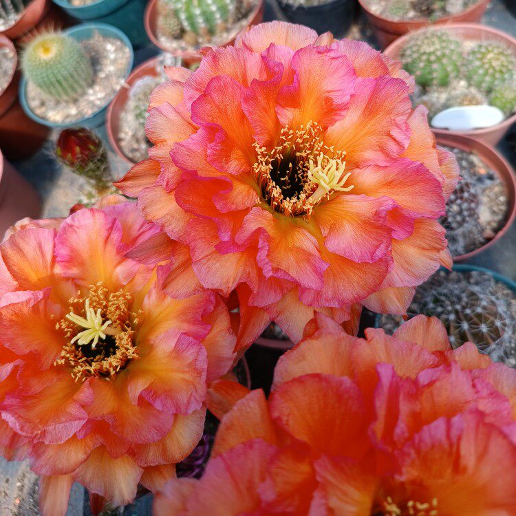 vr9毛花柱vr9仙人球 花色漂亮 无根侧球包对版 多肉植物花卉