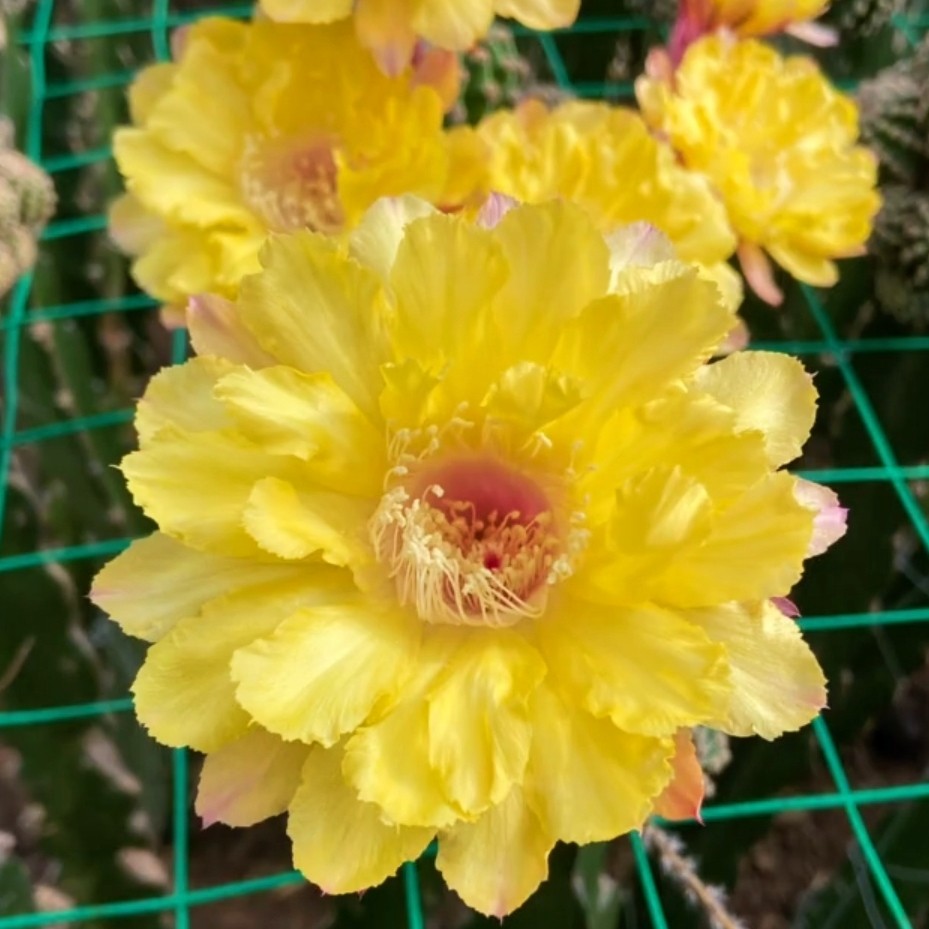 《缠绵》彩草仙人球黄粉复色花配色漂亮优雅群开漂亮勤花包对版