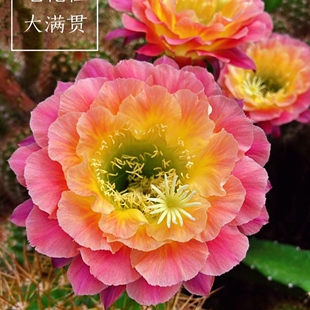 《大满贯》毛花柱仙人球复色花漂亮球体不大就开花包对版多肉植物