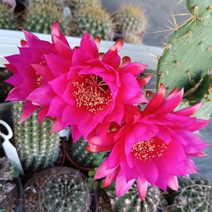 沃里茨Wörlitz毛花柱仙人球紫粉红复色带金属光泽美轮美奂沃利茨