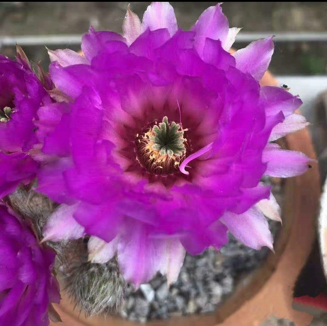 《紫金虾》鹿角柱属虾仙人球花期长紫粉色漂亮多肉植物阳台好养