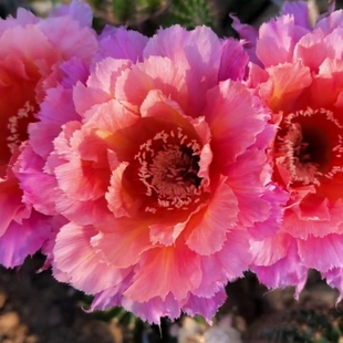 《倾城》彩草仙人球重瓣复色大花瓣层次感强包对版