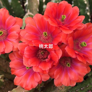 《紫龙红凤》重瓣美花角《桃太郎》鹿角柱属《水仙情郎》多肉植物