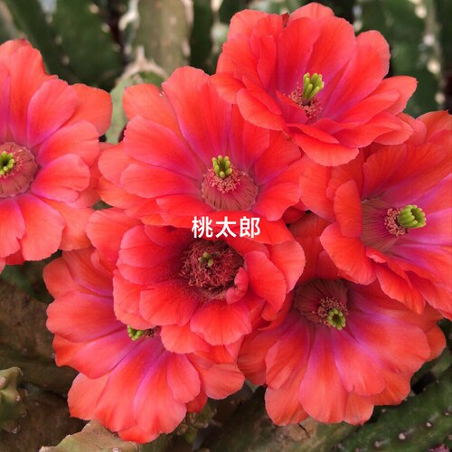 《紫龙红凤》重瓣美花角《桃太郎》鹿角柱属《水仙情郎》多肉植物