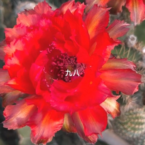 《九八》彩草《红领巾》仙人球CC219花色漂亮包对版阳台好养