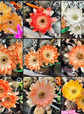 阳光明媚丽花仙人球侧芽