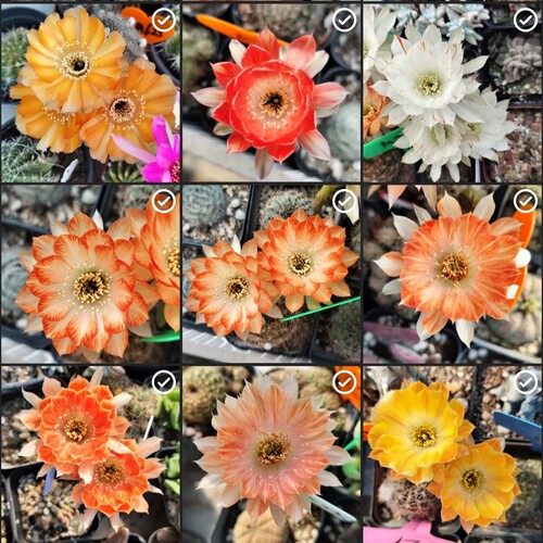 阳光明媚丽花仙人球侧芽