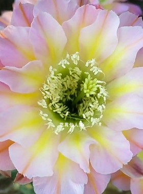 爱德华夫人（Edwardian Lady）仙人球彩草席克氏草球多肉植物