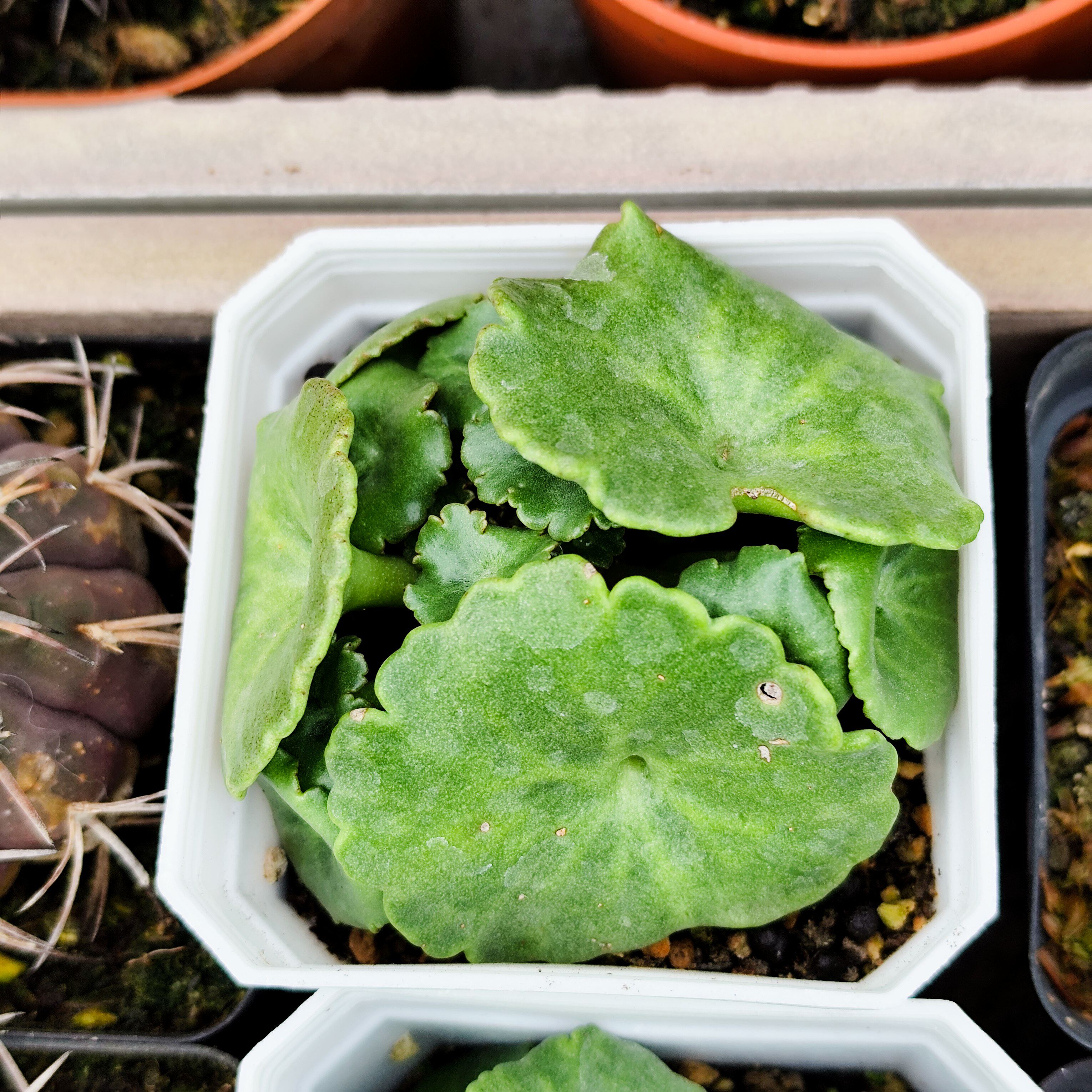 玉杯多肉植物遐想仙人球