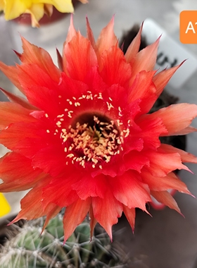 A153彩草仙人球包对版HY984红色心火