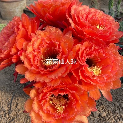 新品熙诚毛花柱仙人球多肉