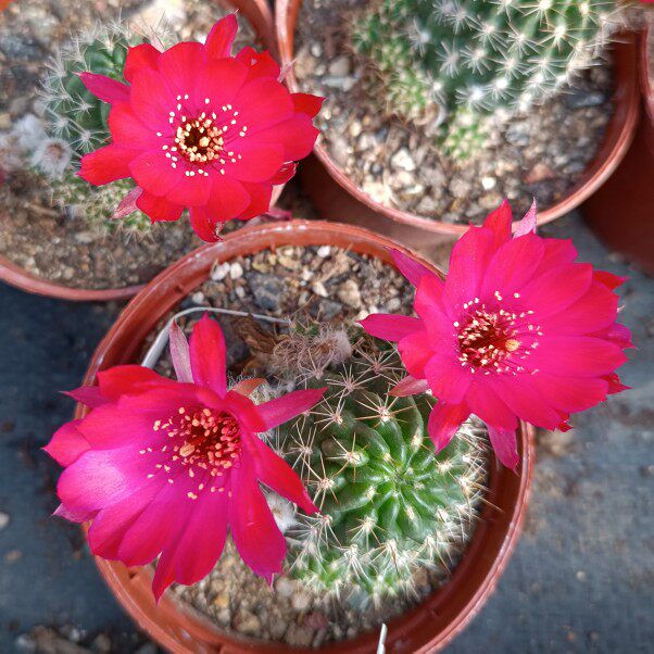 《朱丽丸》丽花仙人球多肉植物好养勤花