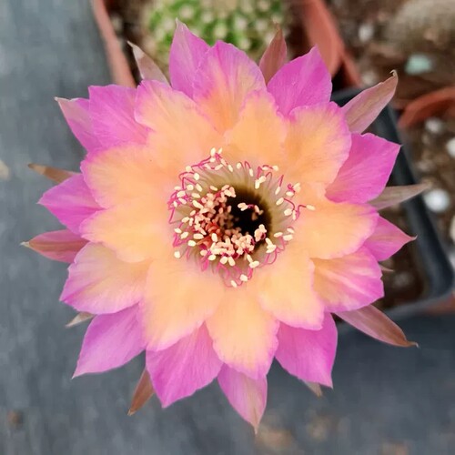 丽花极光lobivia属包对版仙人球