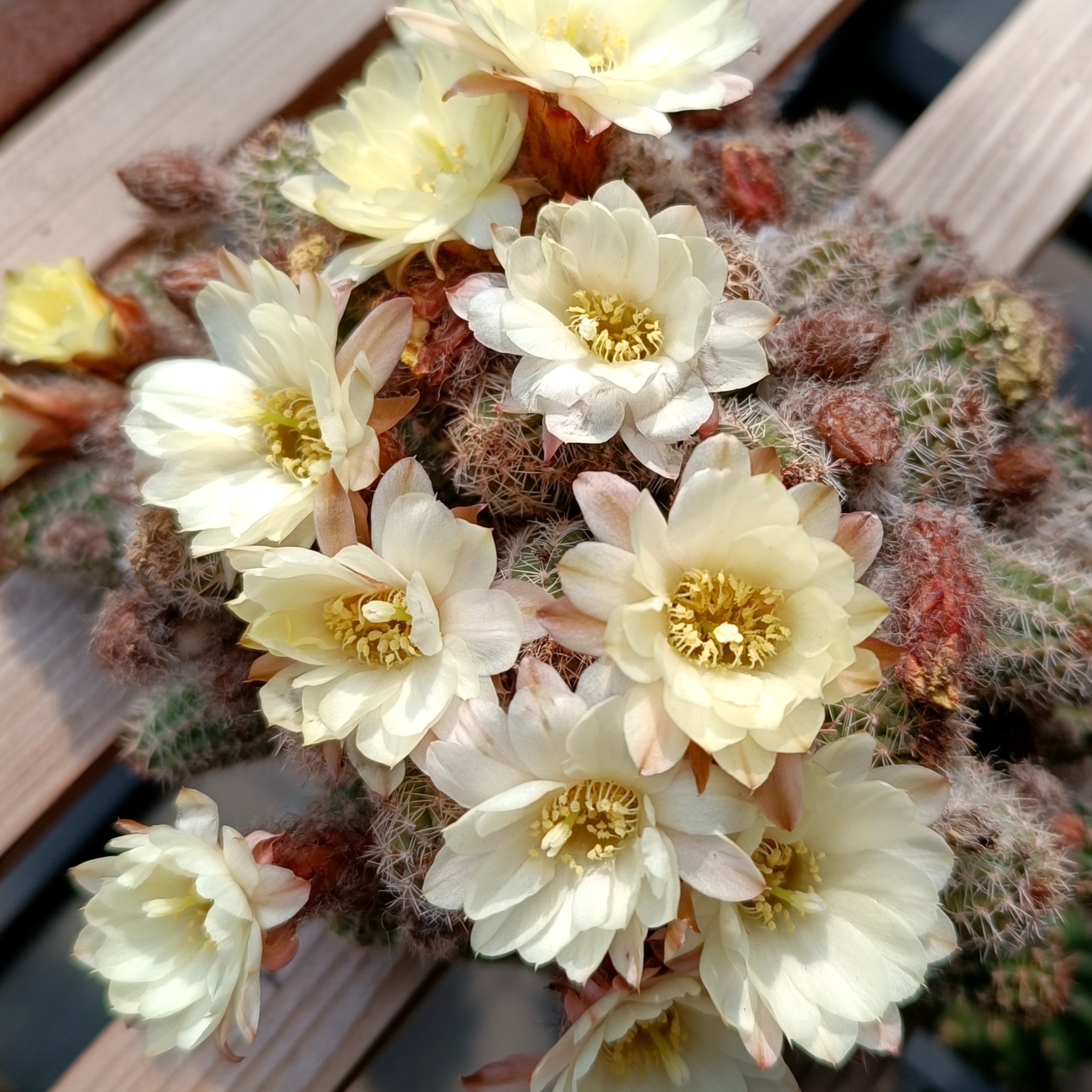 《马尔文荣耀》白檀奶油白色仙人指《大型黄羽白檀》多肉植物