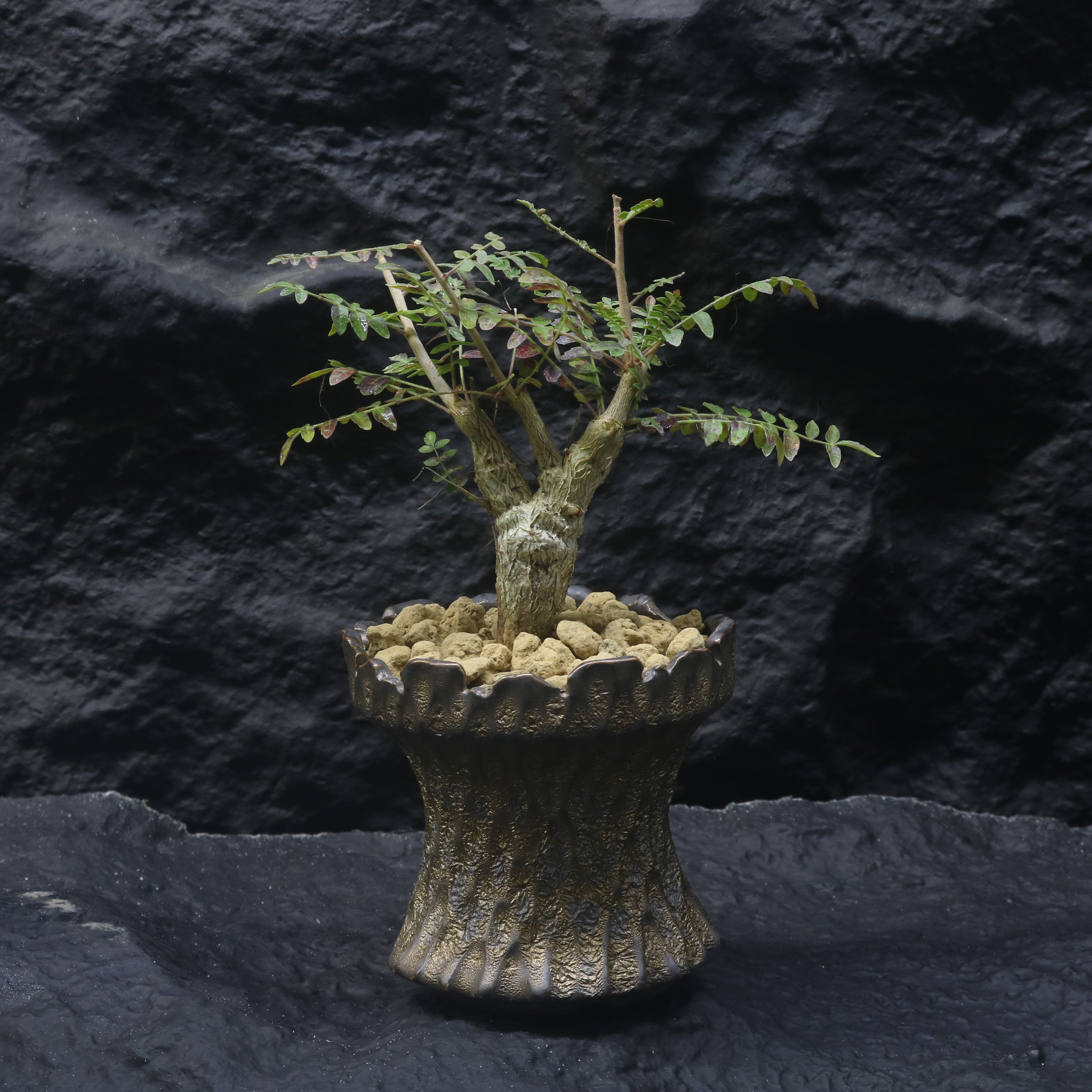 尼勒达乳香有香味橄榄