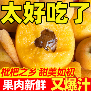 正宗四川攀枝花米易大五星高山枇杷新鲜水果现摘大果头茬当季琵琶