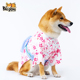 宠物狗猫手工定制日本进口日式 柴犬柯基樱花拍摄写真出游春游和服