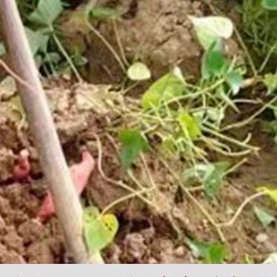 无激素催长药的老品种红薯