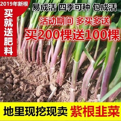 本地红根宽叶韭菜根苗四季根阳台苗紫根盆栽带土韭菜小叶庭院种植