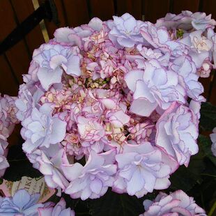 4棵包邮 正品 包对版 惠子小姐 大花绣球花苗