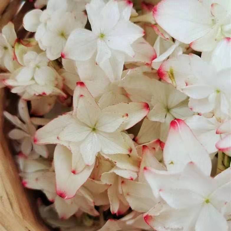 绣球花苗庭院春季美观园艺植物