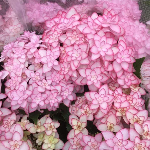 绣球花苗庭院春季美观园艺植物