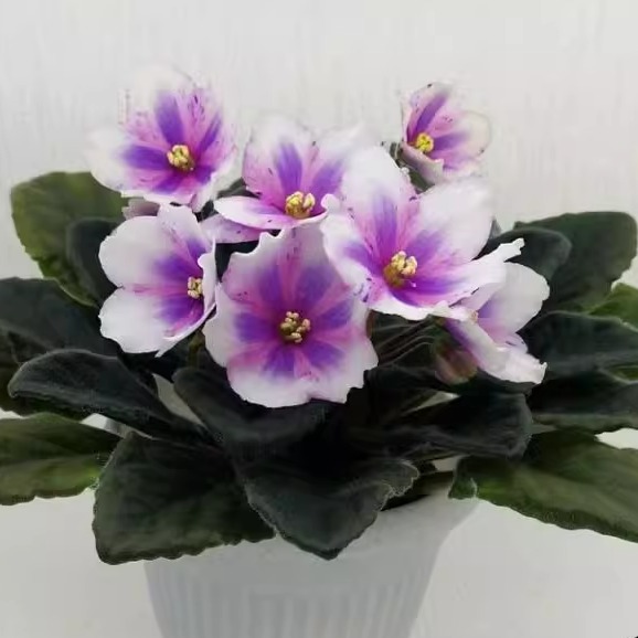 十字花非洲紫罗兰苦苣苔