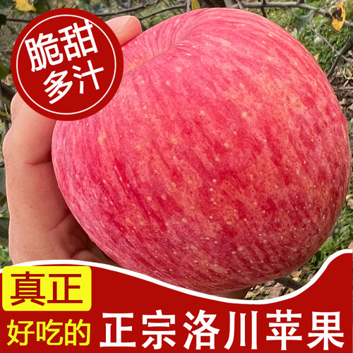 【商超品质】正宗陕西洛川苹果