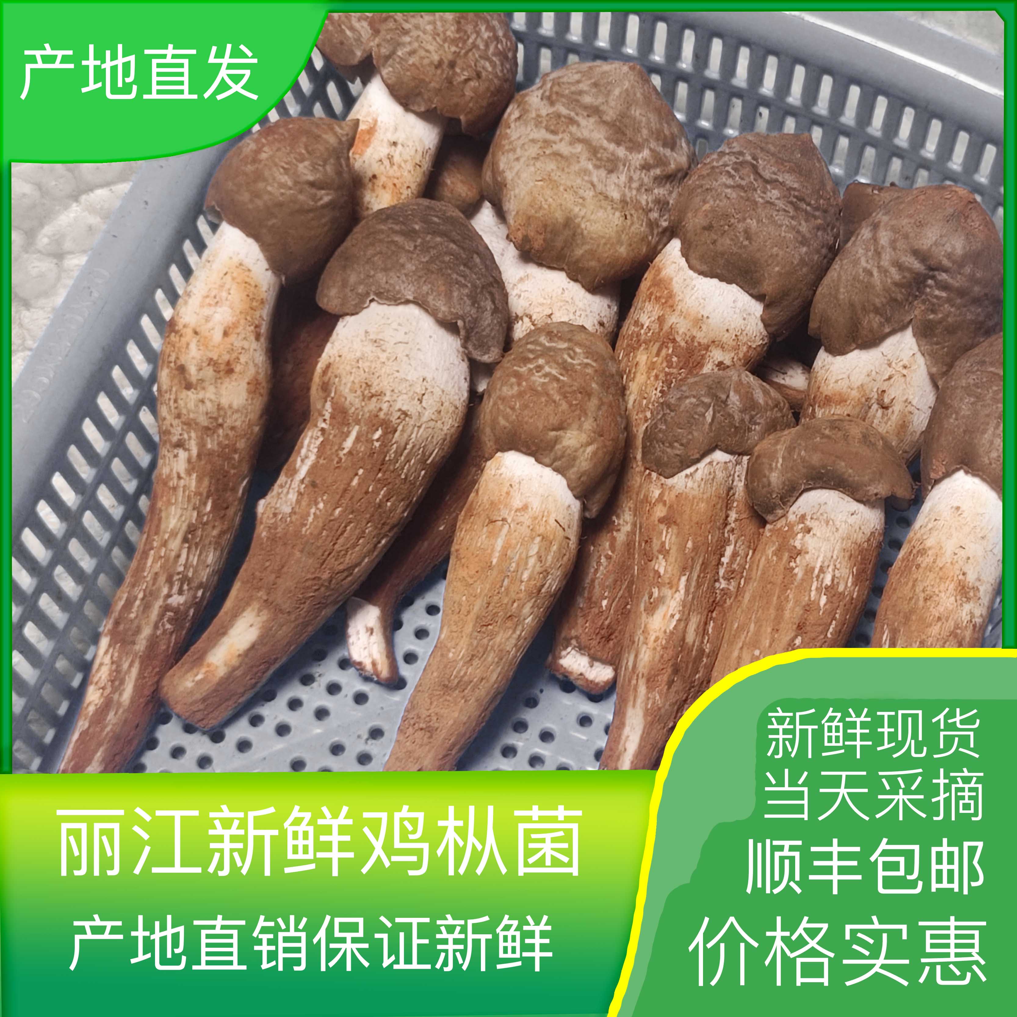 云南省丽江特产鸡枞菌500g新鲜荔枝菌鸡纵菌云南野生特产食用菌