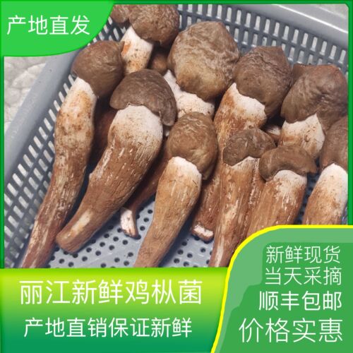 新鲜云南省丽江特产500g鸡枞菌