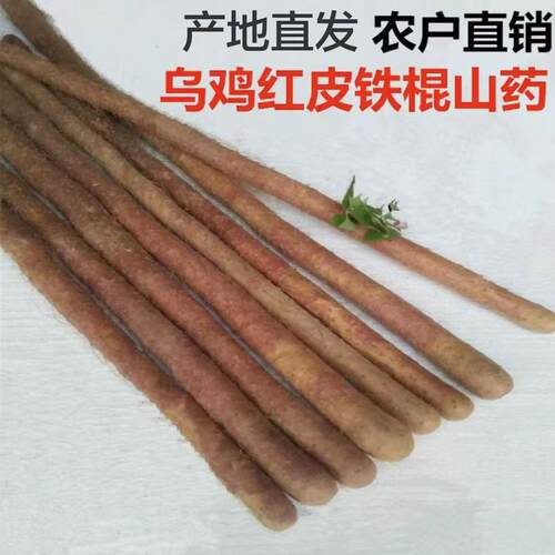 5斤农户直销河南焦作怀淮山乌鸡