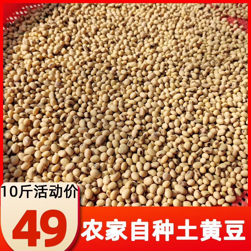 2025重庆椭圆形笨黄豆老品种大豆农家自种新土黄豆10斤装农产品