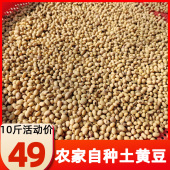 2025重庆椭圆形笨黄豆老品种大豆农家自种新土黄豆10斤装 农产品
