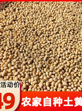 2025重庆椭圆形笨黄豆老品种大豆农家自种新土黄豆10斤装农产品
