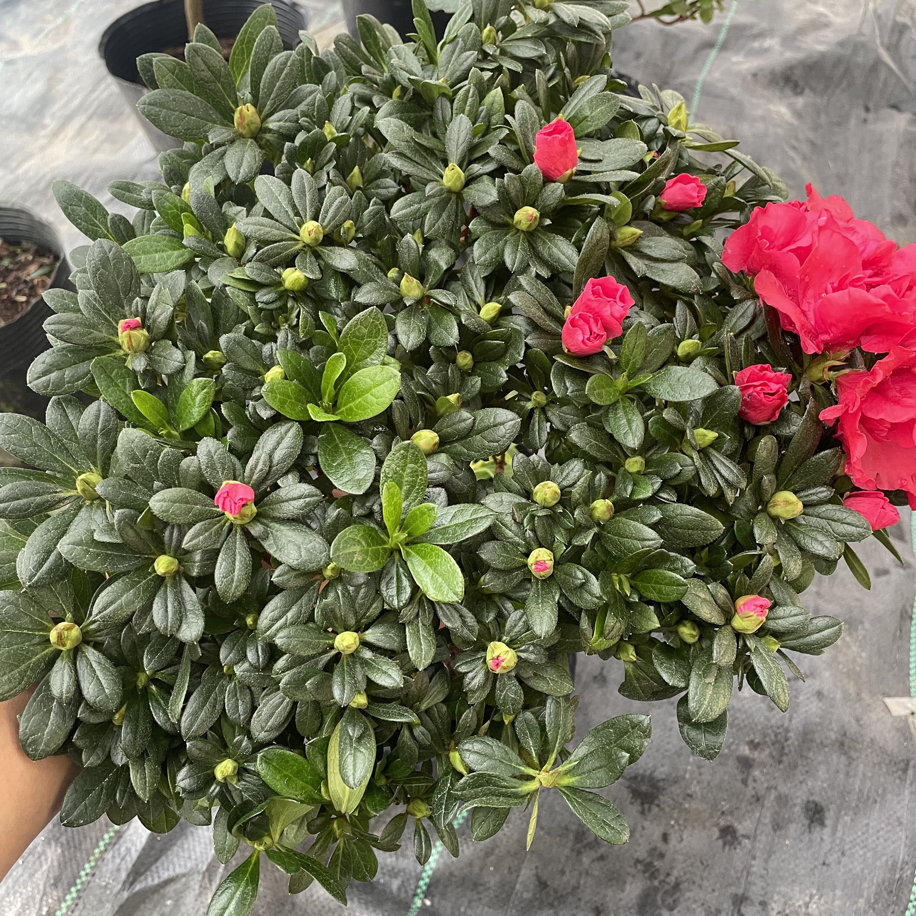 杜鹃花盆栽大盆红色四季开花带花苞好养活玫红大红