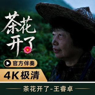 王睿卓《茶花开了》伴奏 4K超清背景视频