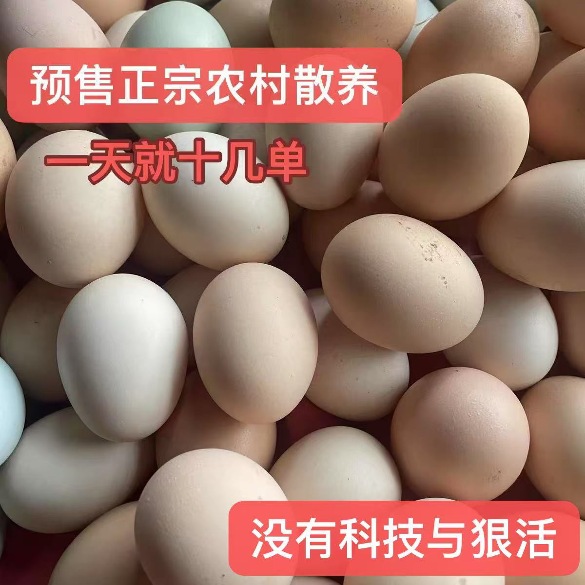 农家新鲜散养正宗土鸡蛋笨鸡蛋草鸡蛋月子餐柴鸡蛋孕妇宝宝辅食