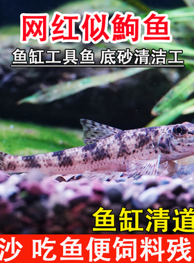 清洁似鮈鱼原生缸溪流冷水鱼吃鱼便饲料残渣洗沙棒花清道夫不加温