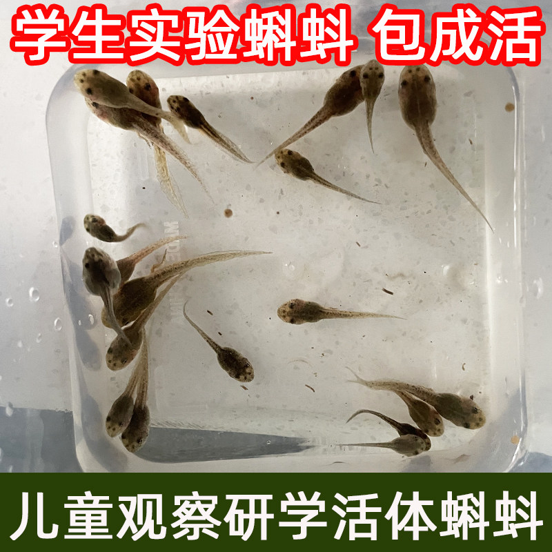 养殖蝌蚪宠物小活物蝌蚪苗儿童观察研学活体青蛙牛水族送饲料水草